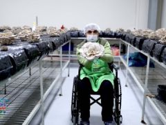 Engelliler Mantar Üreterek Terapi Görüyor